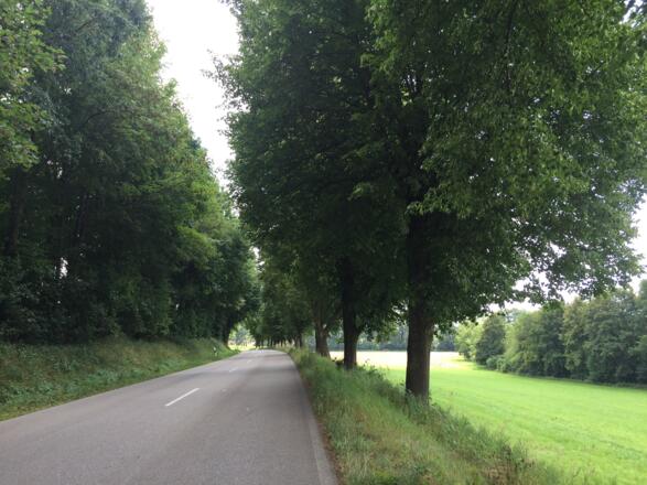 Allee von Niederwörth nach Wörth