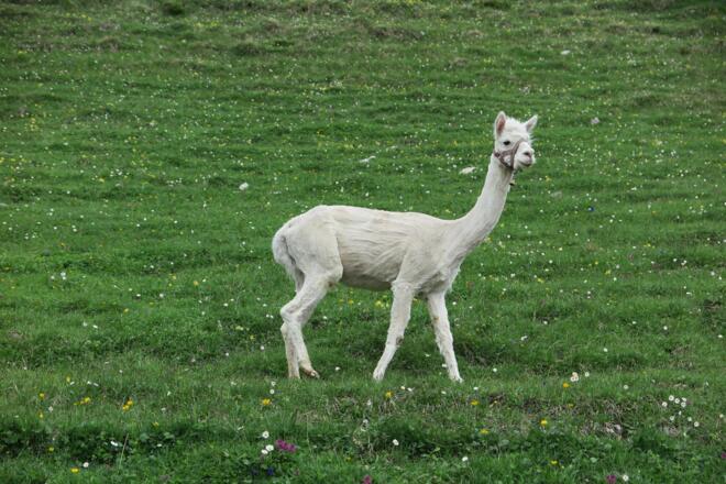 Anco, das frisch geschorene Alpaca an der Jägerbauernalm