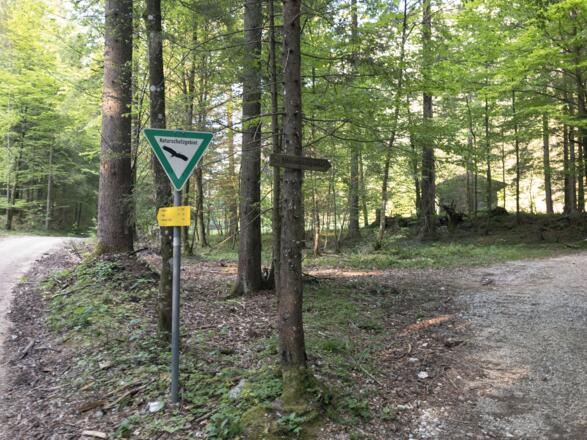 von der Forststraße rechts weg neben dem Bach weiter