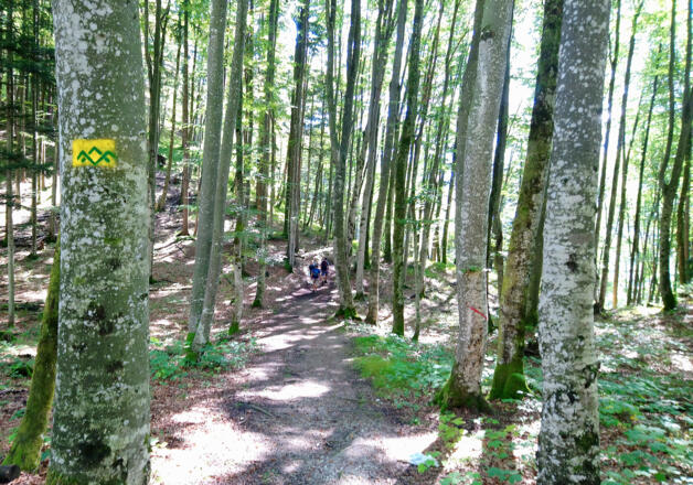 Buchenwald am Höllenbachsteig