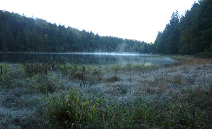 Morgenstimmung am Frillensee