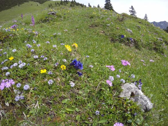 Bunte Vielfalt an Alpenblumen an der Kümpflalm