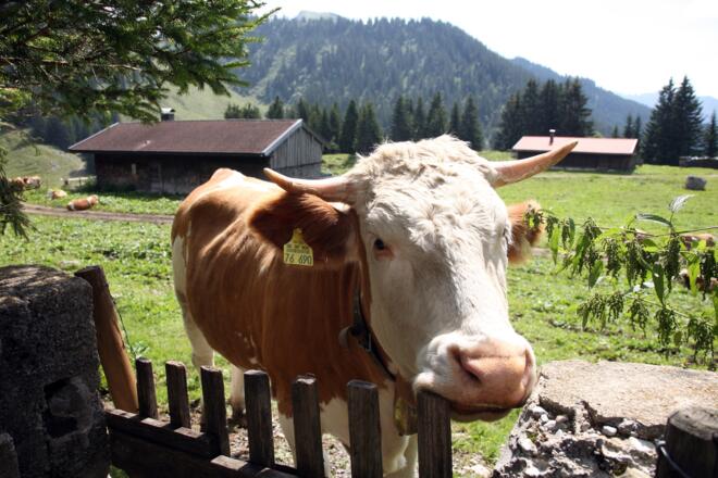 Im Sommer unsere Zaungäste - sehr zur Freunde der Kinder