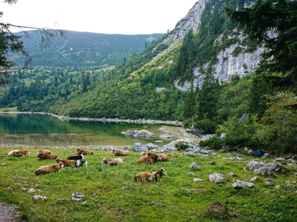 &quot;Glückliche&quot; Kühe am Soinsee
