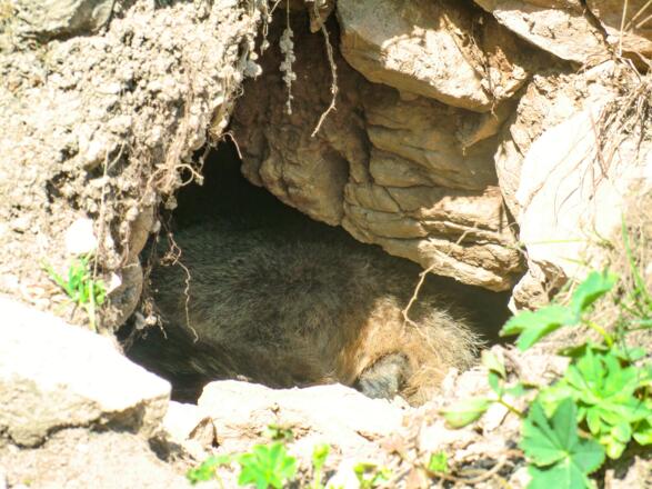 Murmeltierbau mit Murmeltier unterhalb der Rotwand