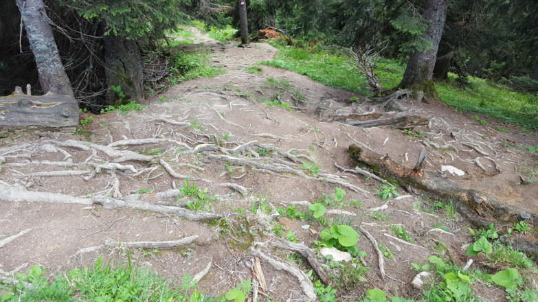 Der stark verwurzelte steile Pfad vom Bodenschneid zum Suttenstein