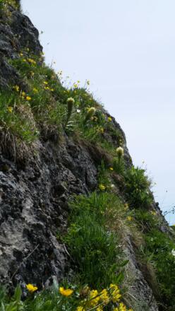 Die Strauß-Glockenblume wächst zwischen den Felsen