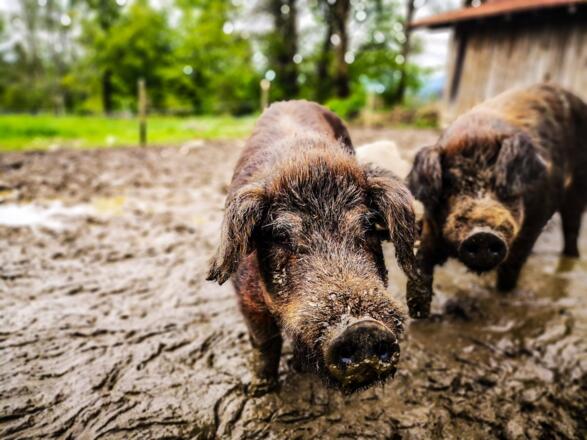 boarhof_mai19-08-1-von-1