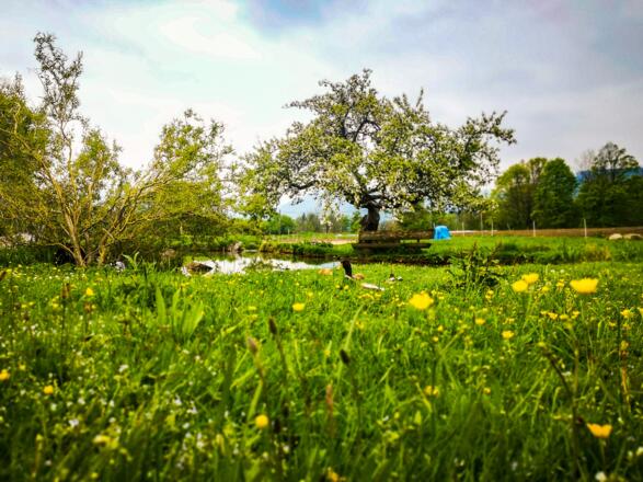 boarhof_mai19-02-1-von-1