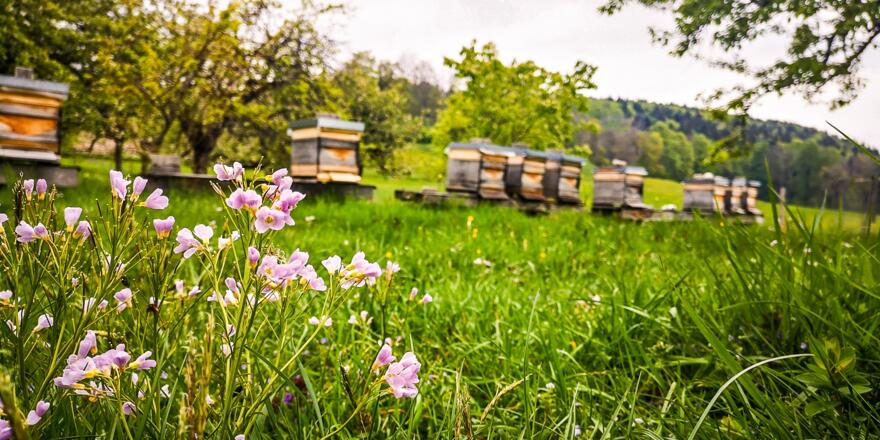 boarhof_mai19-04-1-von-1