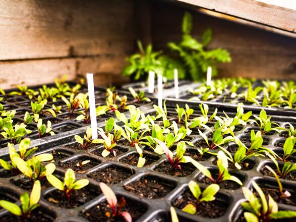 boarhof_mai19-01-1-von-1