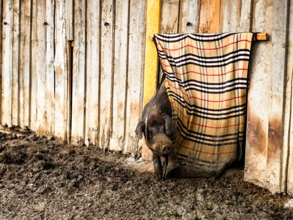 boarhof_mai19-15-1-von-1_1