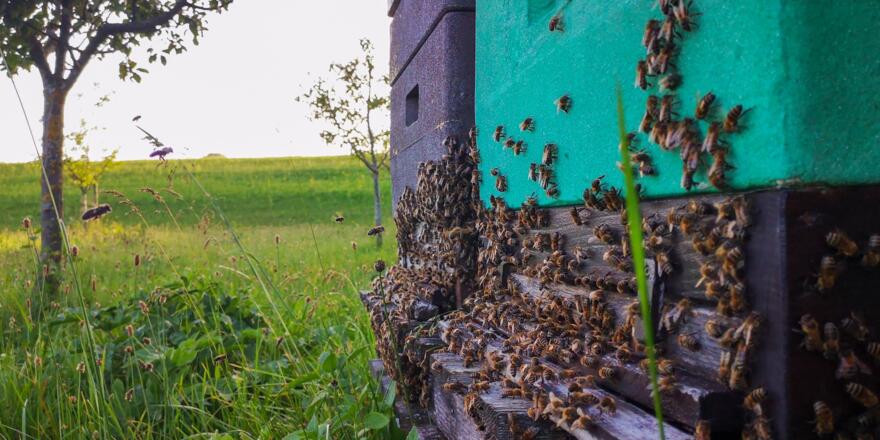Lehrbienenstand Gmund Bild 2