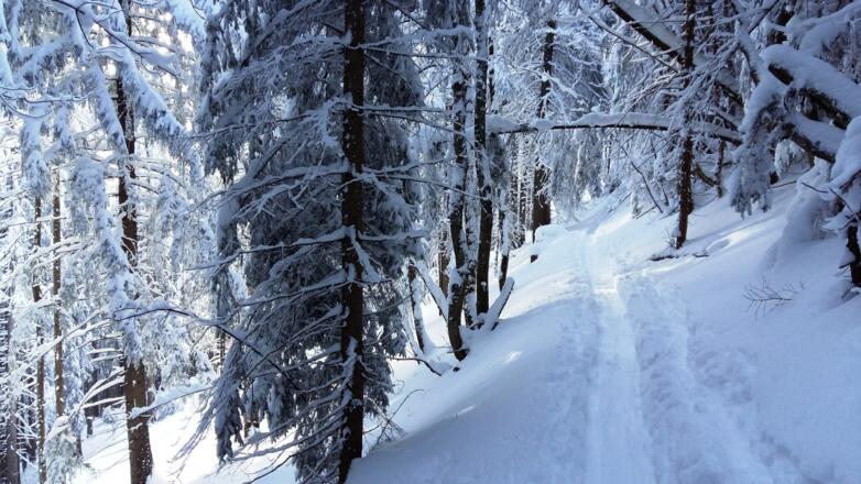 Herrlicher Weg durch den Wald