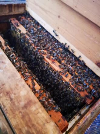 Lehrbienenstand Gmund Bild 4