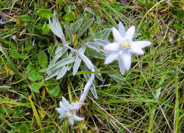 Edelweiß am Mahnkopf (2094 m)