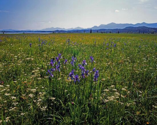 Wanderung Moos-Rundweg - Pflanzen im Murnauer Moos