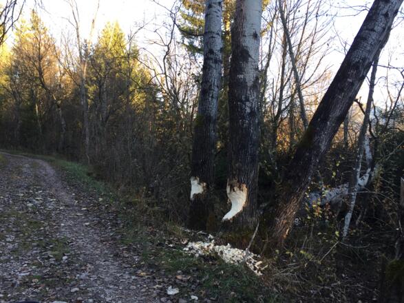 Am Triftkanal war der Biber am Werk