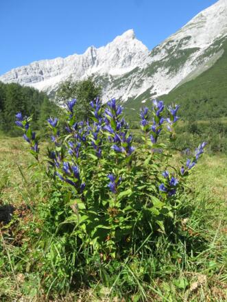 Schwalbenwurz-Enzian auf dem Issanger
