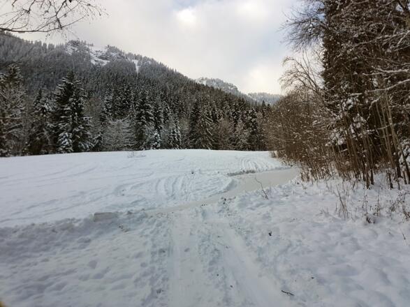 Hier trifft der Querweg auf den Waldweg zur Kolbenalm