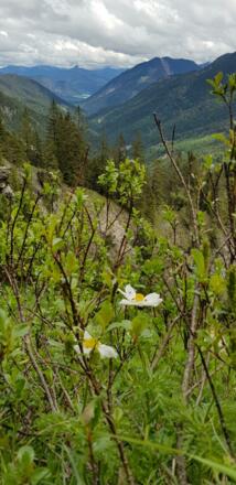 Rückblick - Frühjahrsbotanik