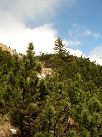 Gipfelanstieg zur Notkarspitze