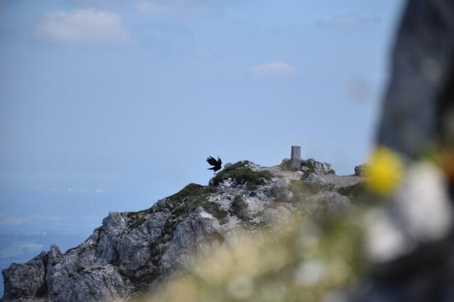 Am Gipfel des Teufelstättkopf