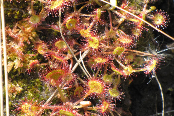Wanderung - Haselbachweg - Sonnentau am Wegesrand