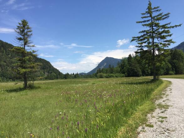 Pfrühlmoos Oberau Richtung Eschenlohe