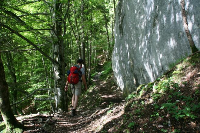 Der Steig führt in angenehmer Steilheit durch den Fichten-/Buchenwald zum Sattel des Kofels.