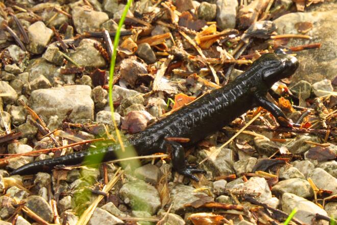 Salamander
