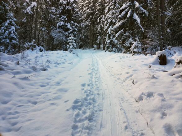 Schöne Spur durch den Wald