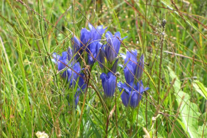 Wanderung - Haselbachweg - Lungenenzian am Wegesrand