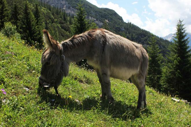 Esel an der Brunsteinhütte