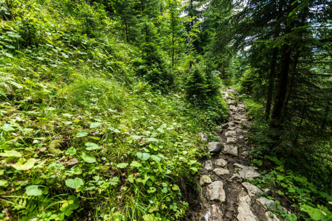Der schmale Pfad des Jägersteigs