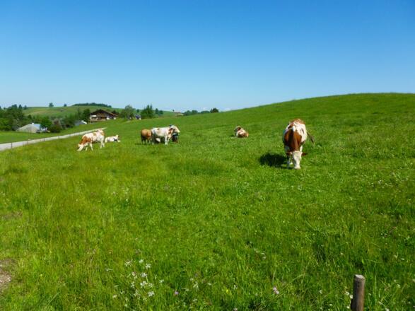 Kloster Rottenbuchrunde, zw. Saulgrub und Kraggenau
