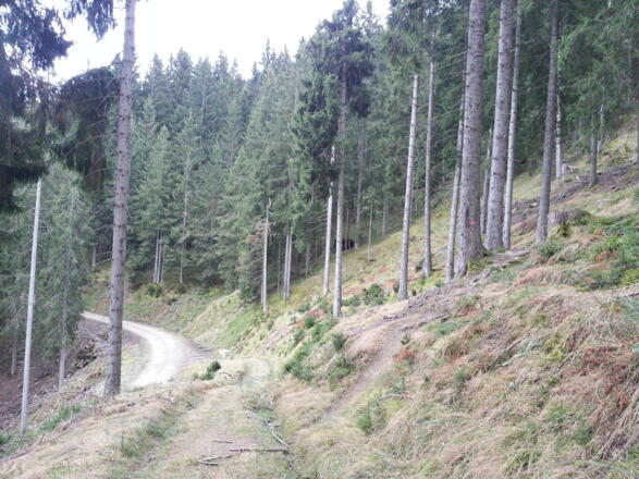 Einstieg zum Gipfelsteig (roter Punkt)