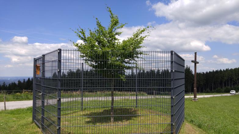 Die neue Kaiserbuche