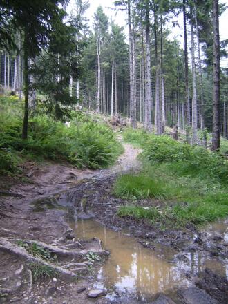 Singeltrail kurz vor dem Ziel