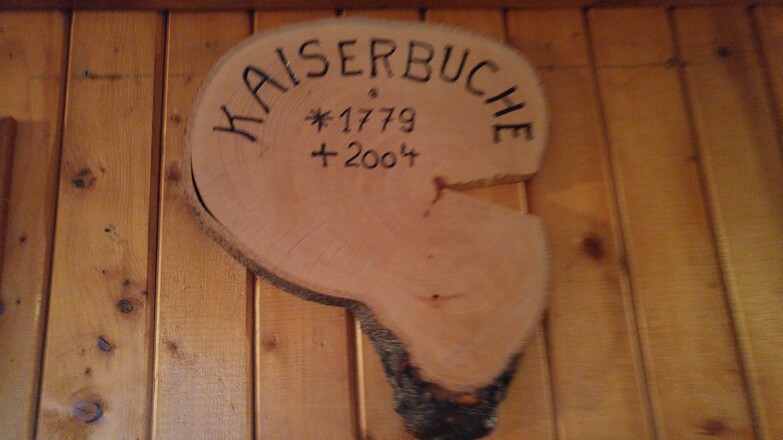 Die alte Kaiserbuche