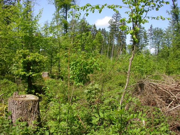 Wald in Osing bei Laufen