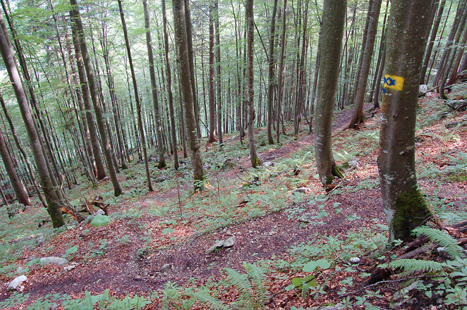 Serpentinen im Anstieg zur Kohleralm
