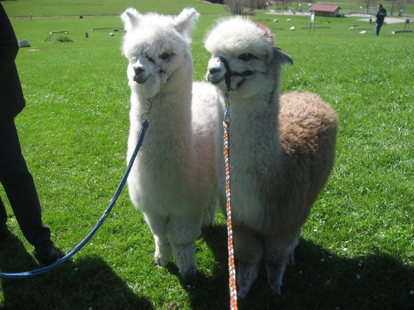 Mit Alpacas spazieren gehen auf der Kienbergl-Runde in Inzell