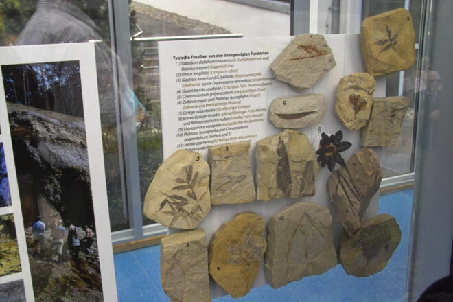 Fossilien aus der unmittelbaren Umgebung