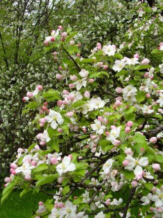 Apfelblüte im Frühjahr