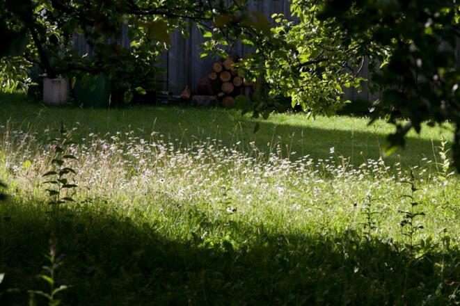 Margariten-Meer im Mai