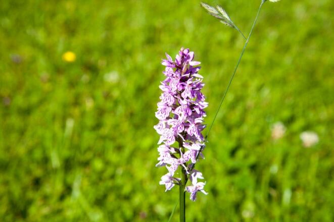 Orchideen im Garten (Knabenkraut)