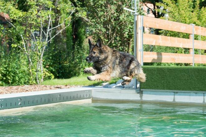 Ronja auf dem Weg in den Hundepool