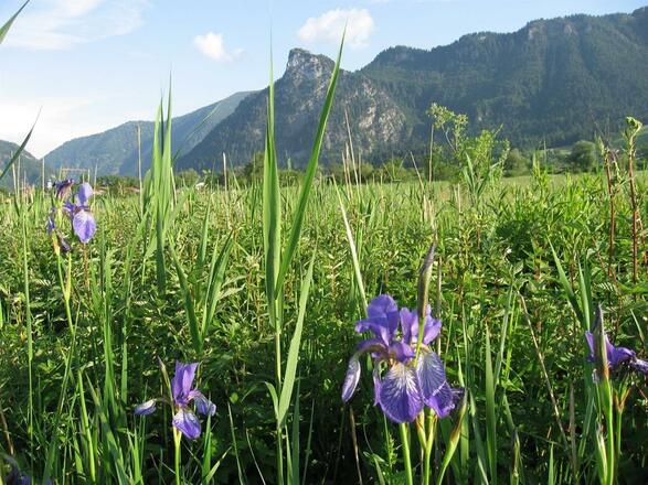 Irispracht im Moos