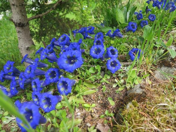 Enzian am Spazierweg
